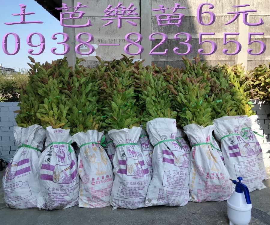 土芭樂苗生長情形｜詹吉紘芭樂果樹苗園