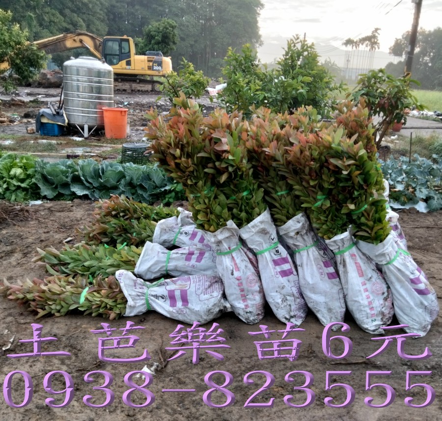 土芭樂苗果園新植｜芭樂果園種植