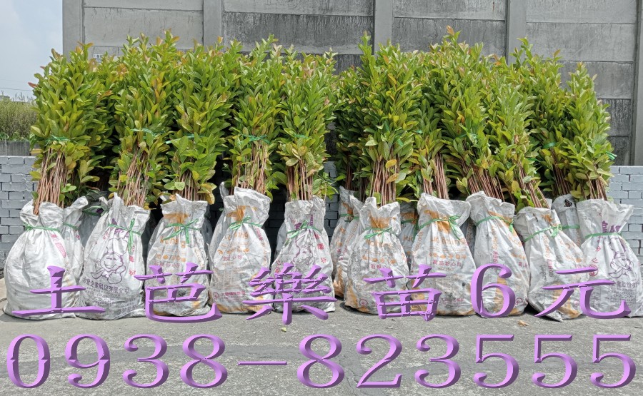土芭樂苗代種植服務｜果園大量種植