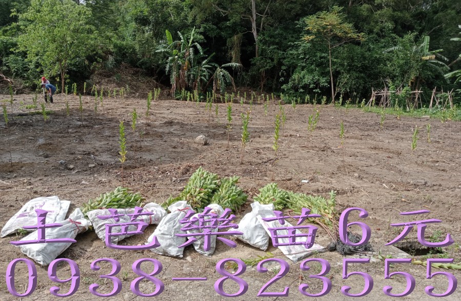 土芭樂苗批發出貨｜彰化永靖果樹苗