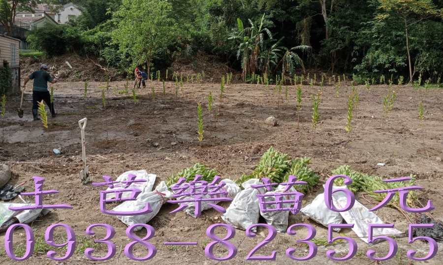 果園種植土芭樂苗｜果園新植服務