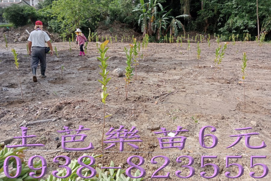 土芭樂苗果園代種植服務
