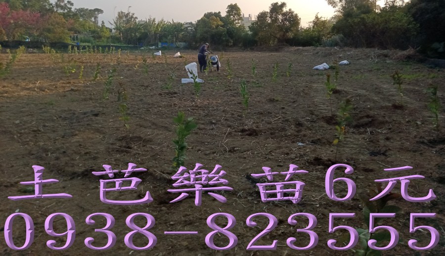 土芭樂苗果園補植與新植用苗