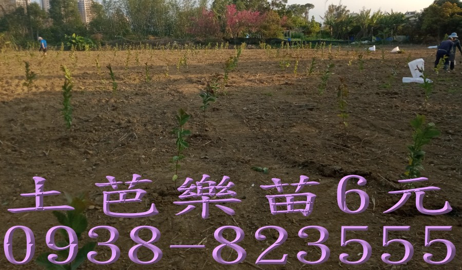 彰化永靖芭樂苗繁殖培育苗園