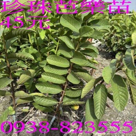 珍珠芭樂苗只要45元！換位思考為果農著想｜彰化永靖詹吉紘苗園