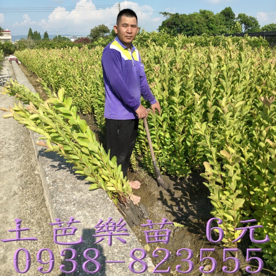 土芭樂苗繁殖場 大量育苗