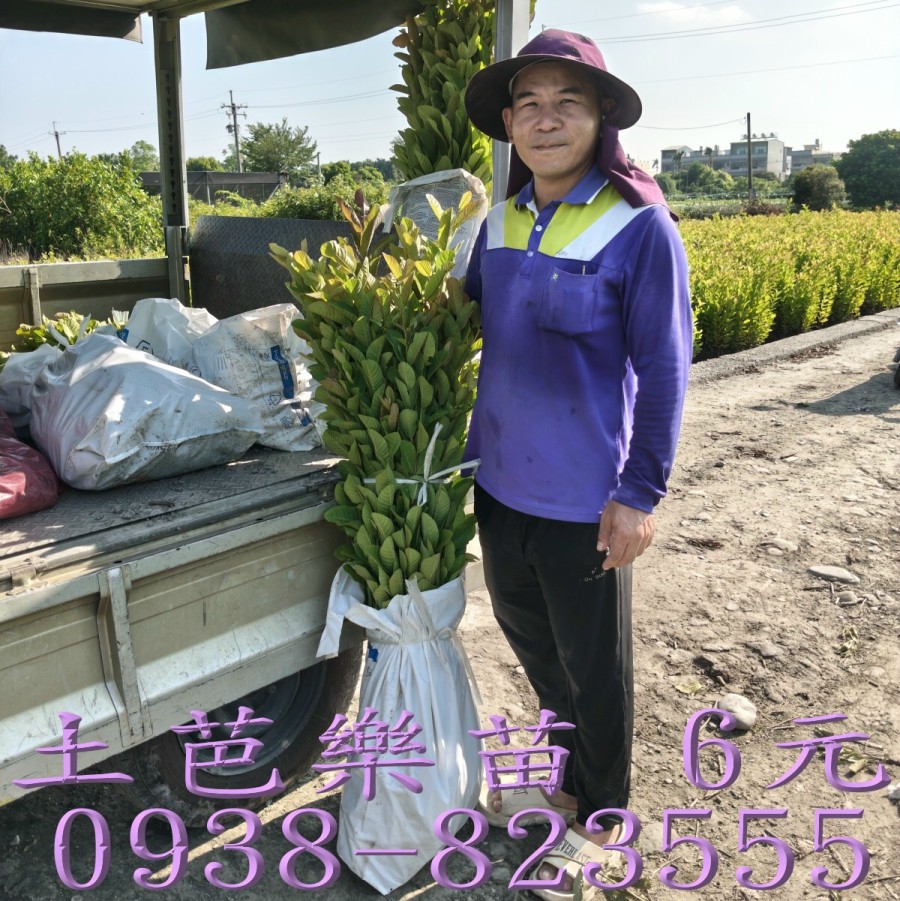 土芭樂苗 根系健壯