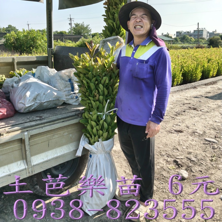 土芭樂苗 嫁接砧木
