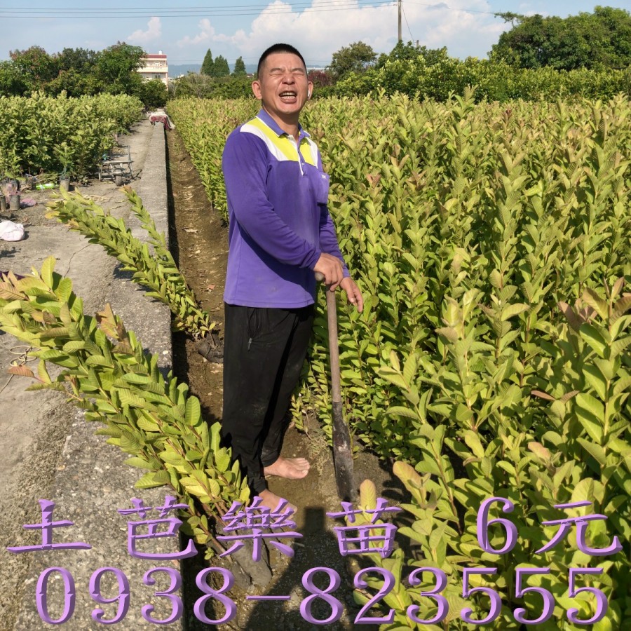 土芭樂苗 大量供應
