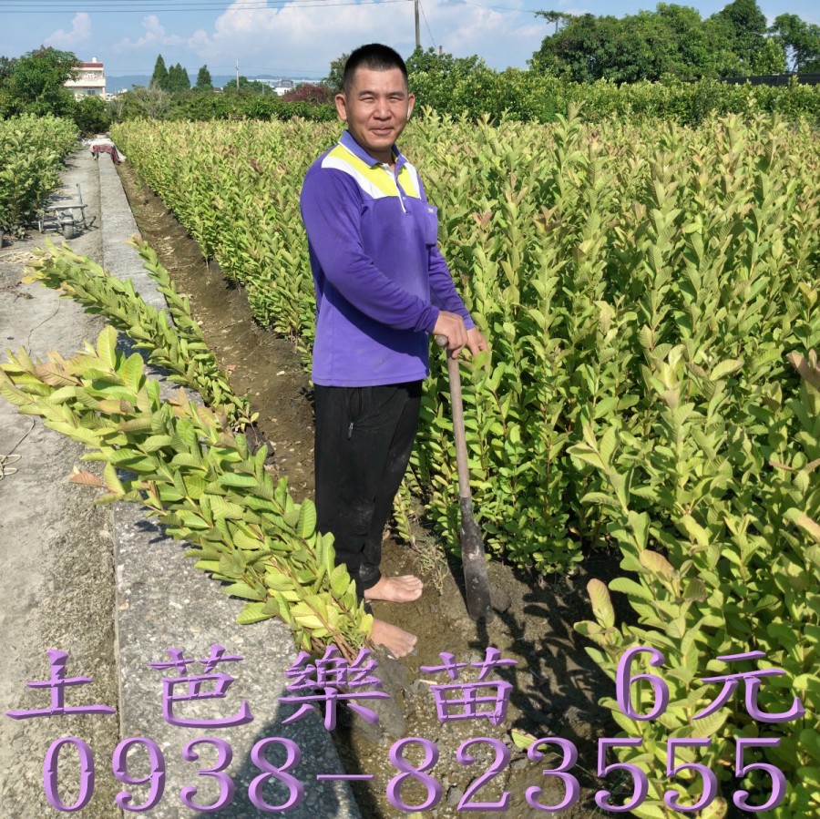彰化土芭樂苗
