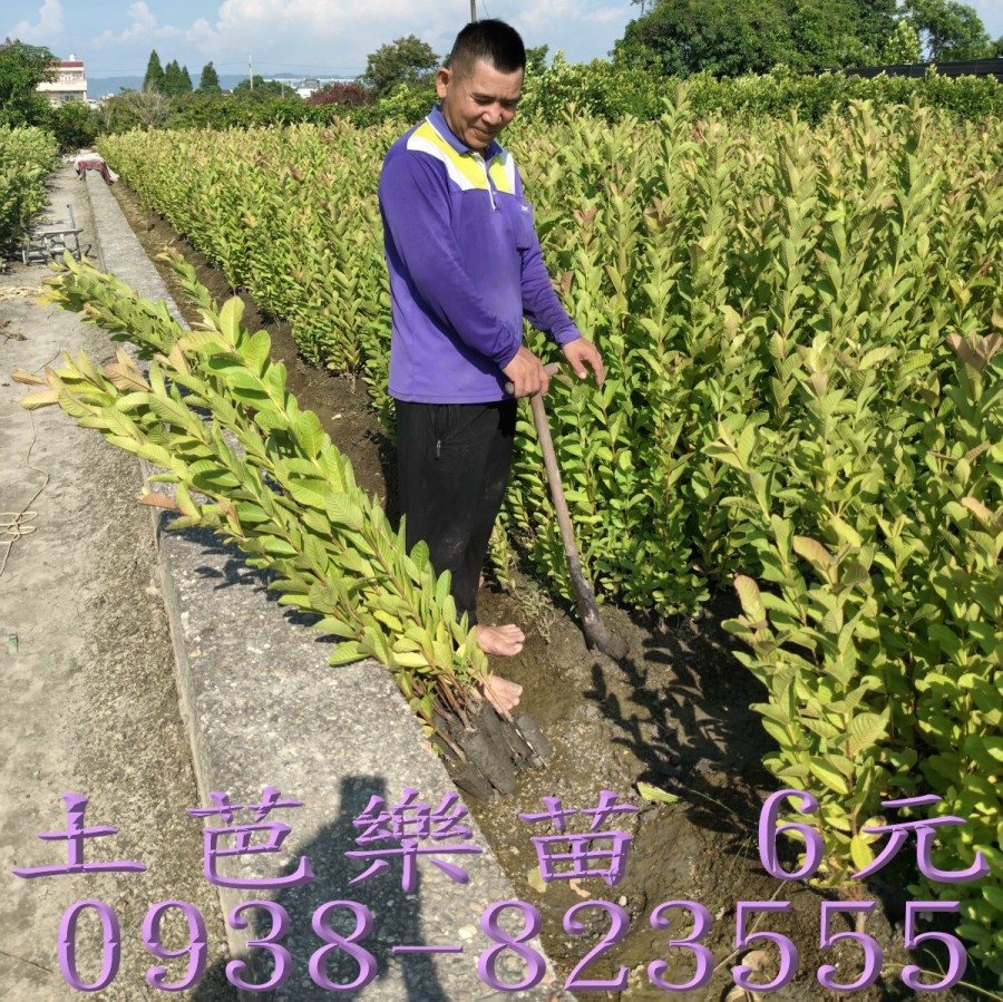永靖土芭樂苗