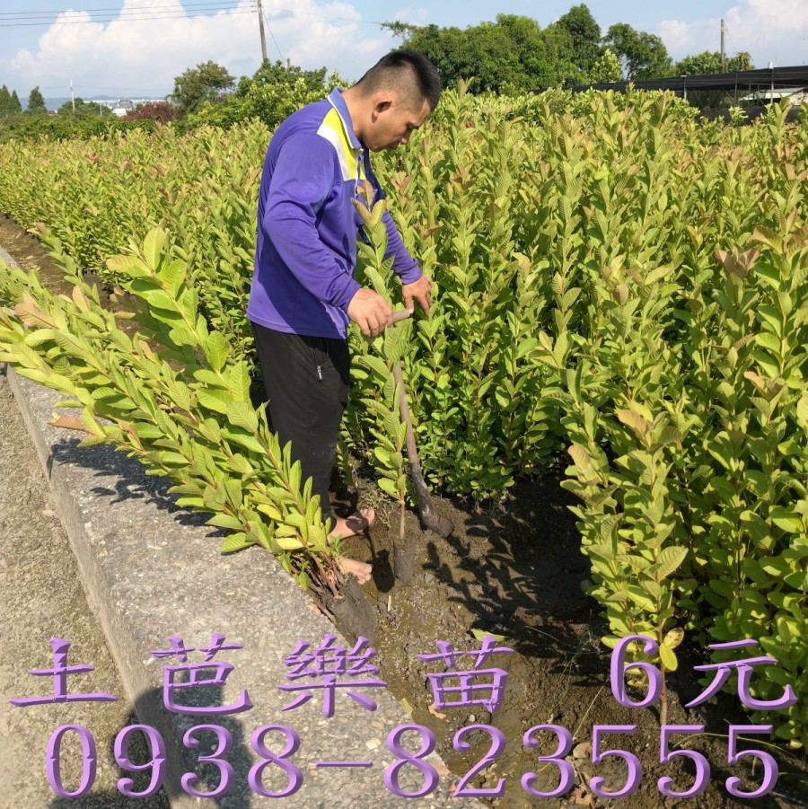 芭樂苗批發