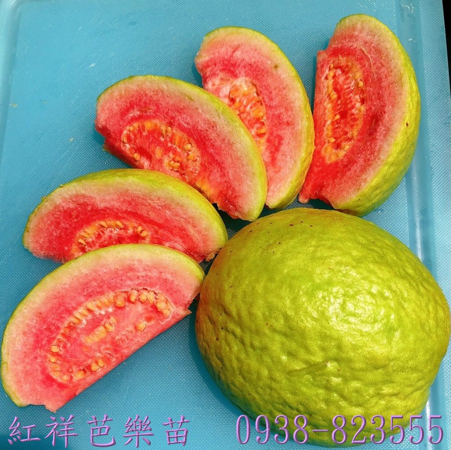 紅祥芭樂紅肉果實