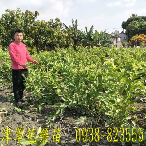 津翠芭樂苗種植園區｜ 詹吉紘種苗園 彰化永靖。歡迎來電：0938-823555祐祐