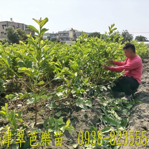 彰化永靖津翠芭樂苗｜ 詹吉紘種苗園 彰化永靖。歡迎來電：0938-823555祐祐