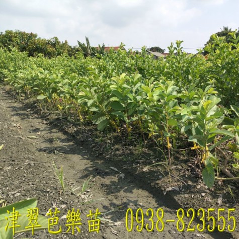 津翠番石榴苗培育基地｜ 詹吉紘種苗園 彰化永靖。歡迎來電：0938-823555祐祐
