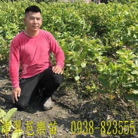 津翠芭樂果實｜ 詹吉紘種苗園 彰化永靖。歡迎來電：0938-823555祐祐