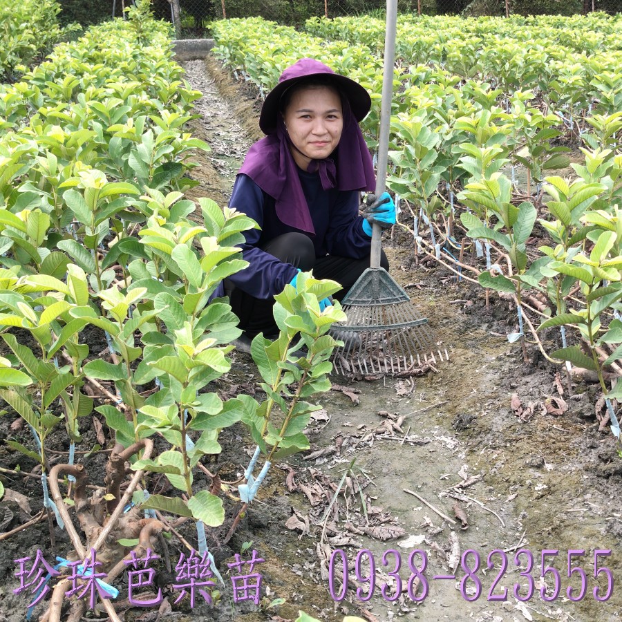 彰化珍珠芭樂苗園自產自銷珍珠芭樂苗