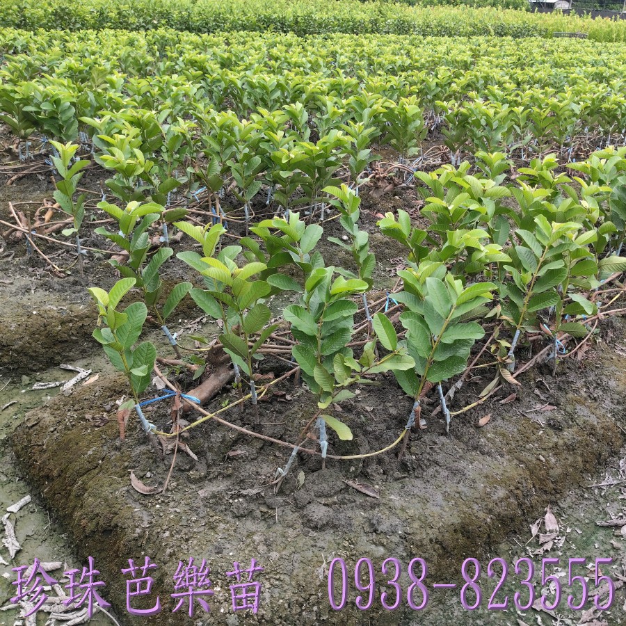 每株45元珍珠芭樂苗大量供應