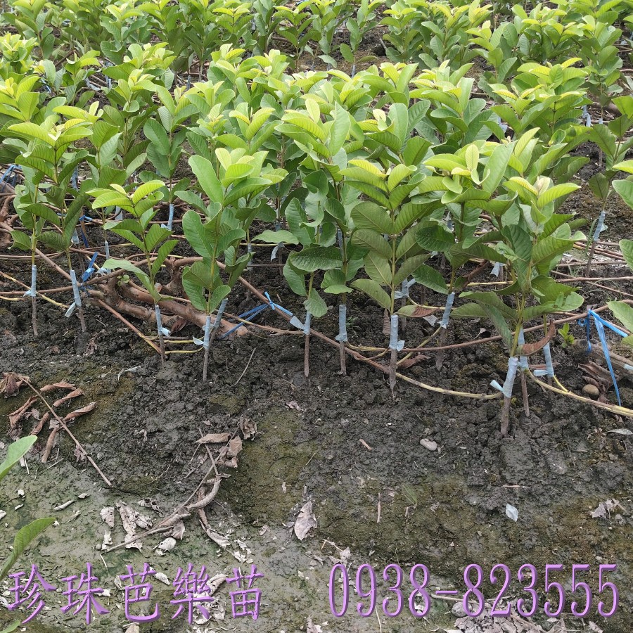 珍珠芭樂苗根系完整品質穩定