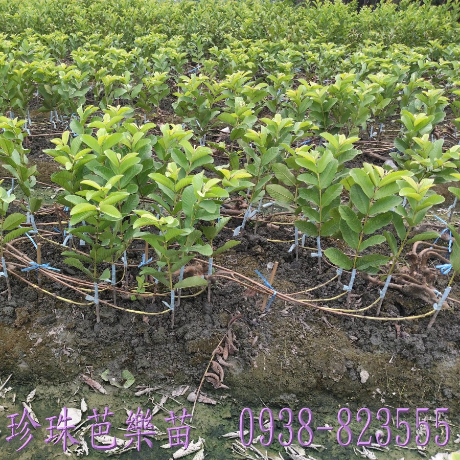 彰化珍珠芭樂苗園推薦