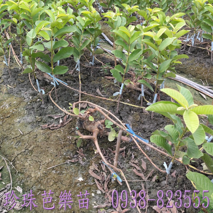 彰化珍珠芭樂苗推薦