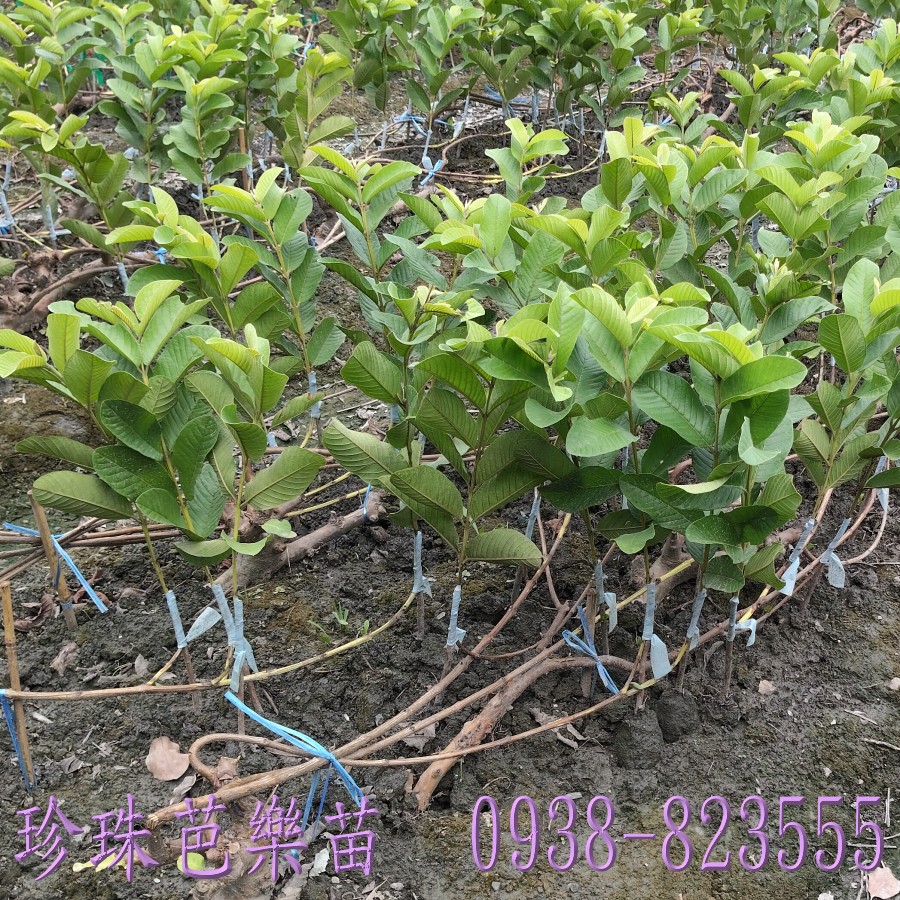 彰化珍珠芭樂苗園自產自銷