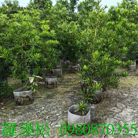 羅漢松、觀賞與庭園美化：羅漢松枝幹挺拔、葉片翠綠，常被用來當庭園造景樹、盆景或綠籬,歡迎光臨批發買賣。