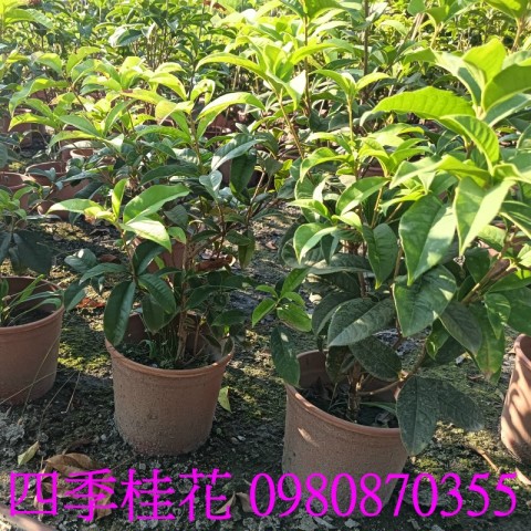 位於彰化縣永靖鄉,森聯茂果樹苗種苗園,0980870355.專業經營:四季桂花、盆栽、水果樹苗、花草、草皮、景觀樹,歡迎光臨批發買賣。