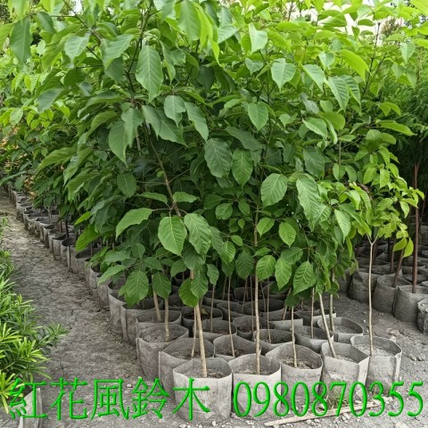 紅花風鈴木、風鈴木、景觀樹,歡迎光臨批發買賣。