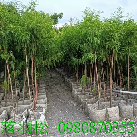 落羽松、景觀樹,歡迎光臨批發買賣。