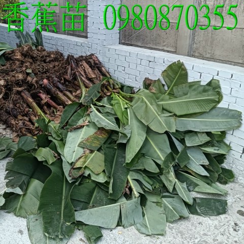 香蕉苗、盆栽、香蕉樹
