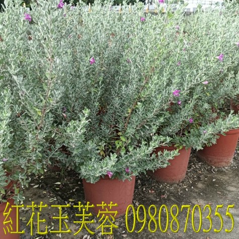 紅花玉芙蓉、學名：frutescens macrophyllus、用途廣泛，包含：作為觀賞植物，適合庭園景觀、盆景種植，並能提供居家隱私與美化空間。觀賞與庭園美化：紅花玉芙蓉枝幹挺拔、葉片翠綠，常被用來當庭園造景樹、盆景或綠籬,歡迎光臨批發買賣。