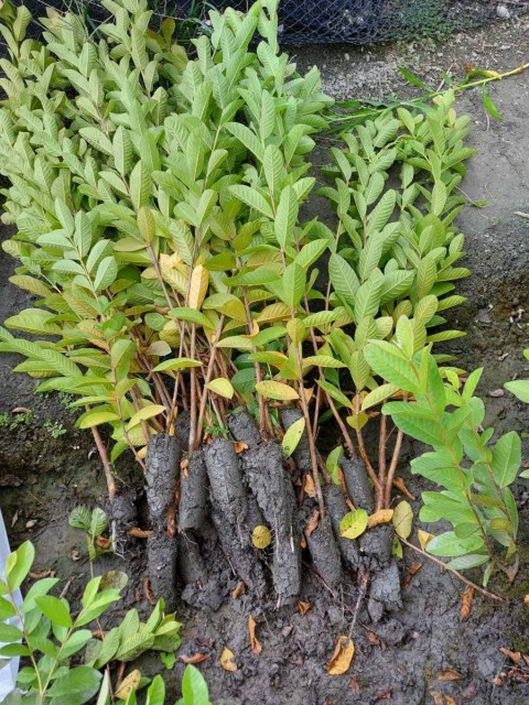 土芭樂果樹苗｜ 詹吉紘種苗園 彰化永靖。歡迎來電：0938-823556祐祐