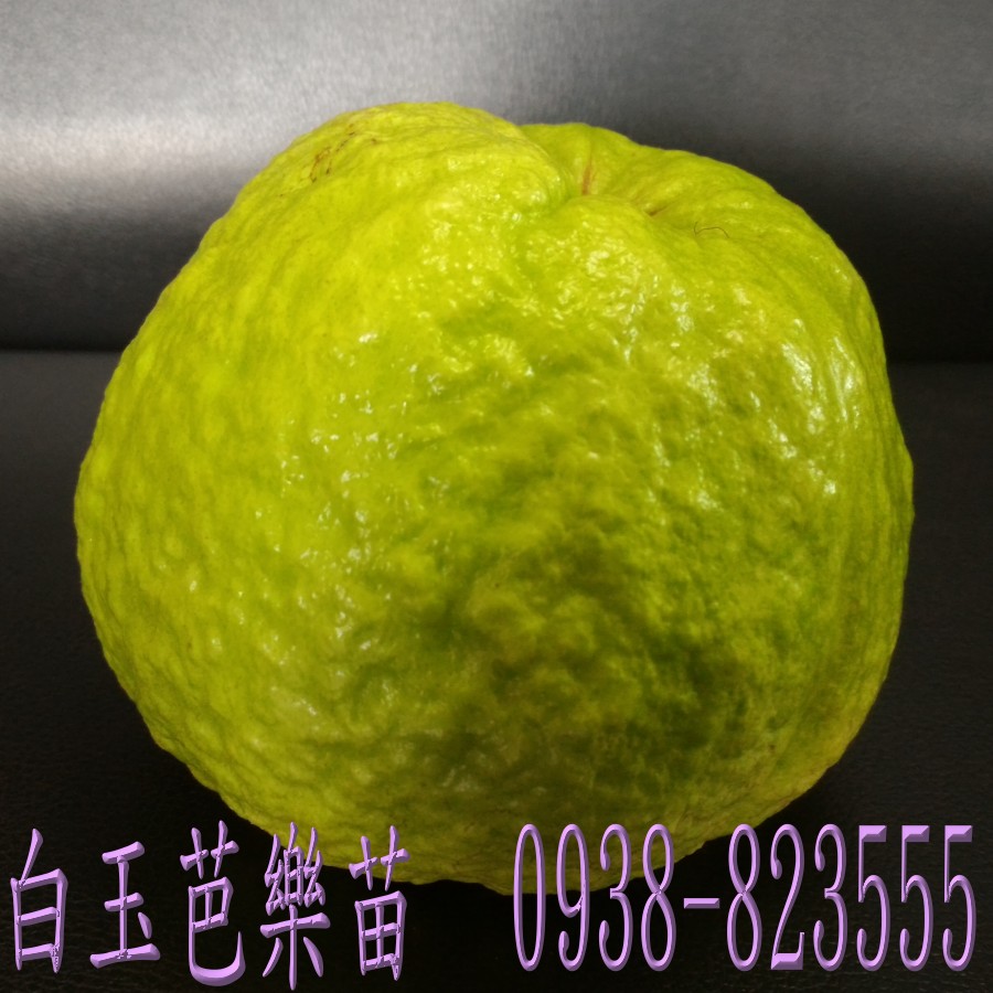 彰化永靖白玉芭樂苗