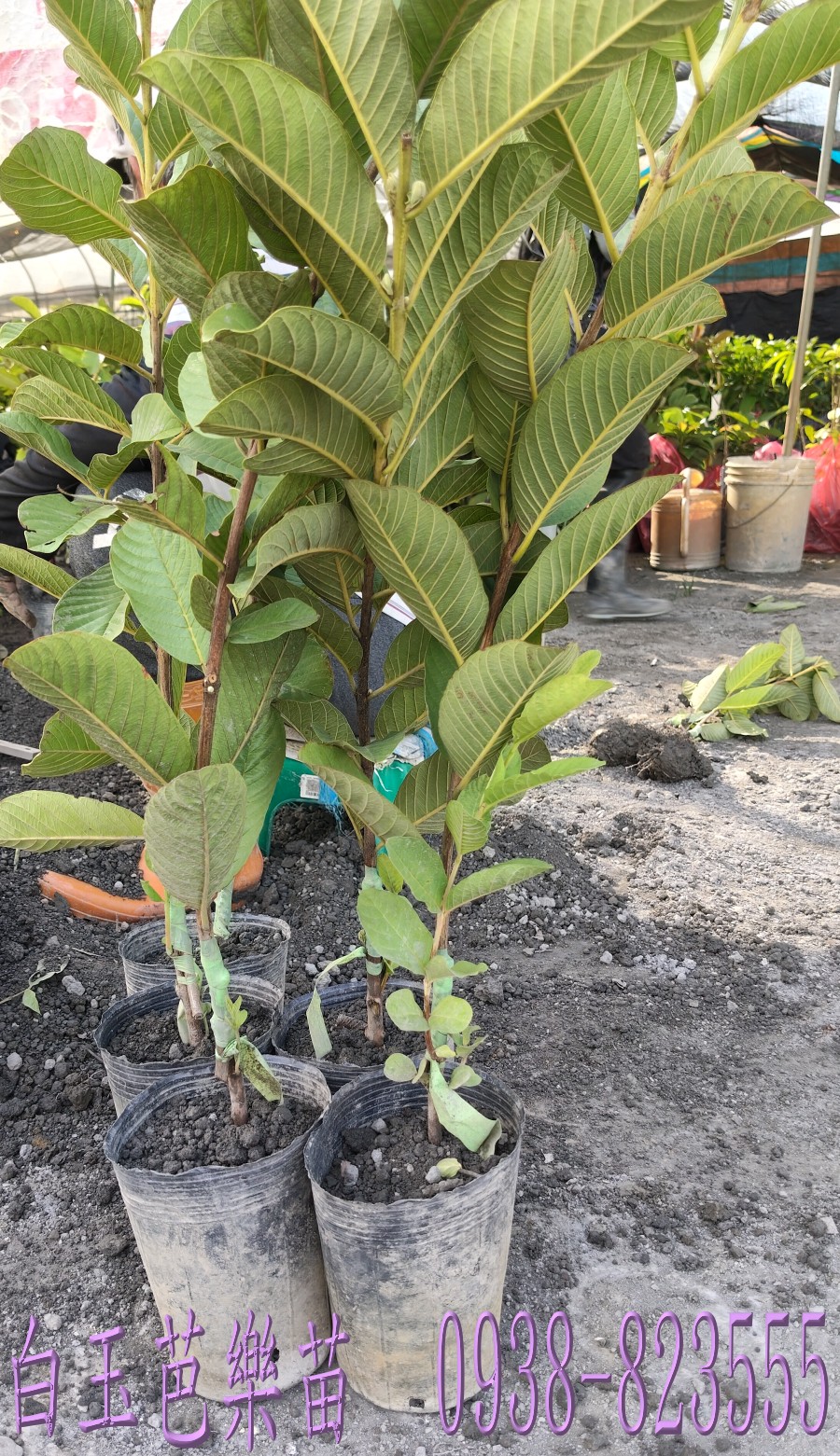 白玉芭樂切面白肉少籽
