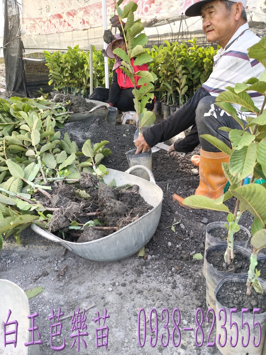 白玉芭樂苗